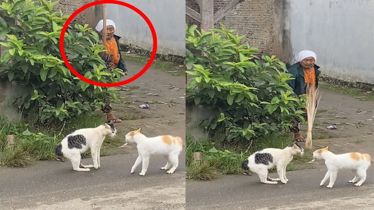 Serius ini Kocak! kesal denger kucing Berantem, Nenek Marah sampai lempar Sapu lidi/kompilasi Lucu