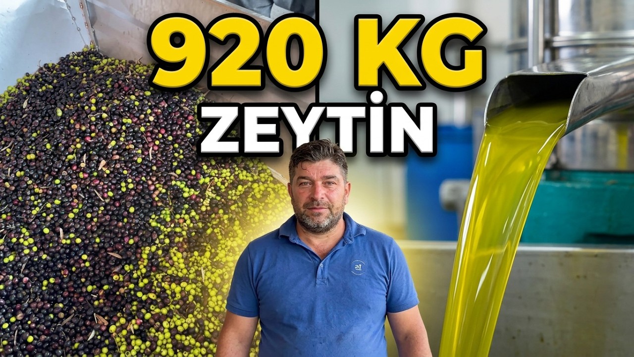 920 Kilo Kilis Zeytinden Bakın Kaç Kilo Zeytinyağı Çıktı ? Osmaniye 