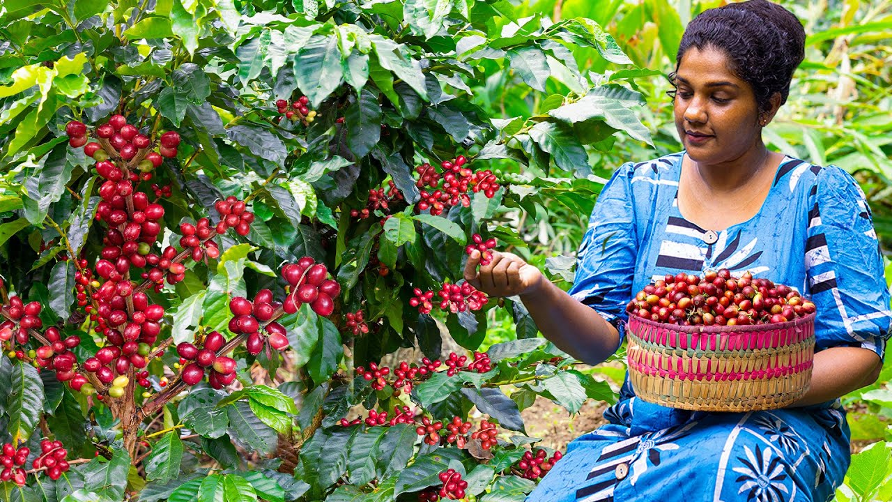 Best tropical Coffee Harvest!!🍒🍒  Clean dry then handmade Coffee  and try lot of Aromatic recipes☕☕