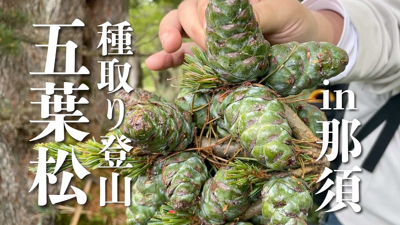 【北盆】那須五葉松の種を採取してきました！【五蓉園 ｜ 日本盆栽協会 那須野が原支部】