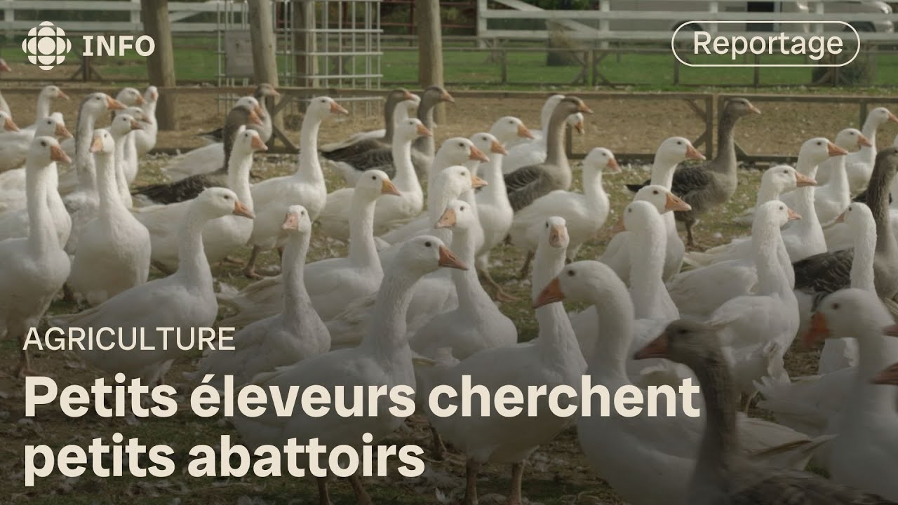 Abattage : des petits producteurs laissés pour compte | La semaine verte