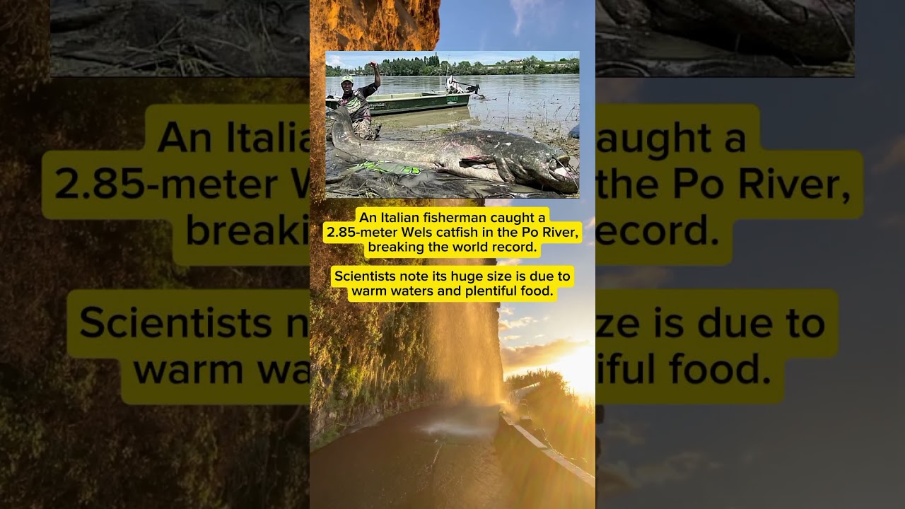 Giant 2.85-Meter Catfish Caught in Italy&rsquo;s Po River