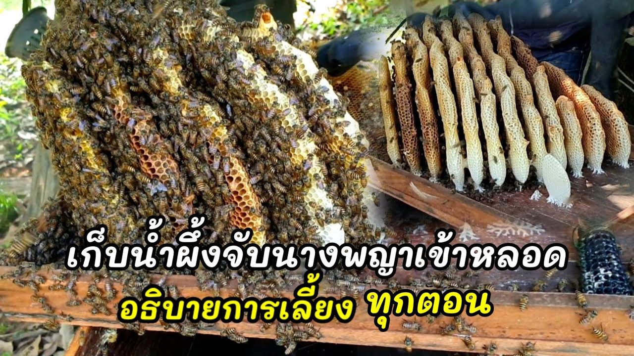 เก็บน้ำผึ้งจับนางพญาเข้าหลอดกี่วันปล่อยอธิบายในการเลี้ยงเข้าใจง่าย