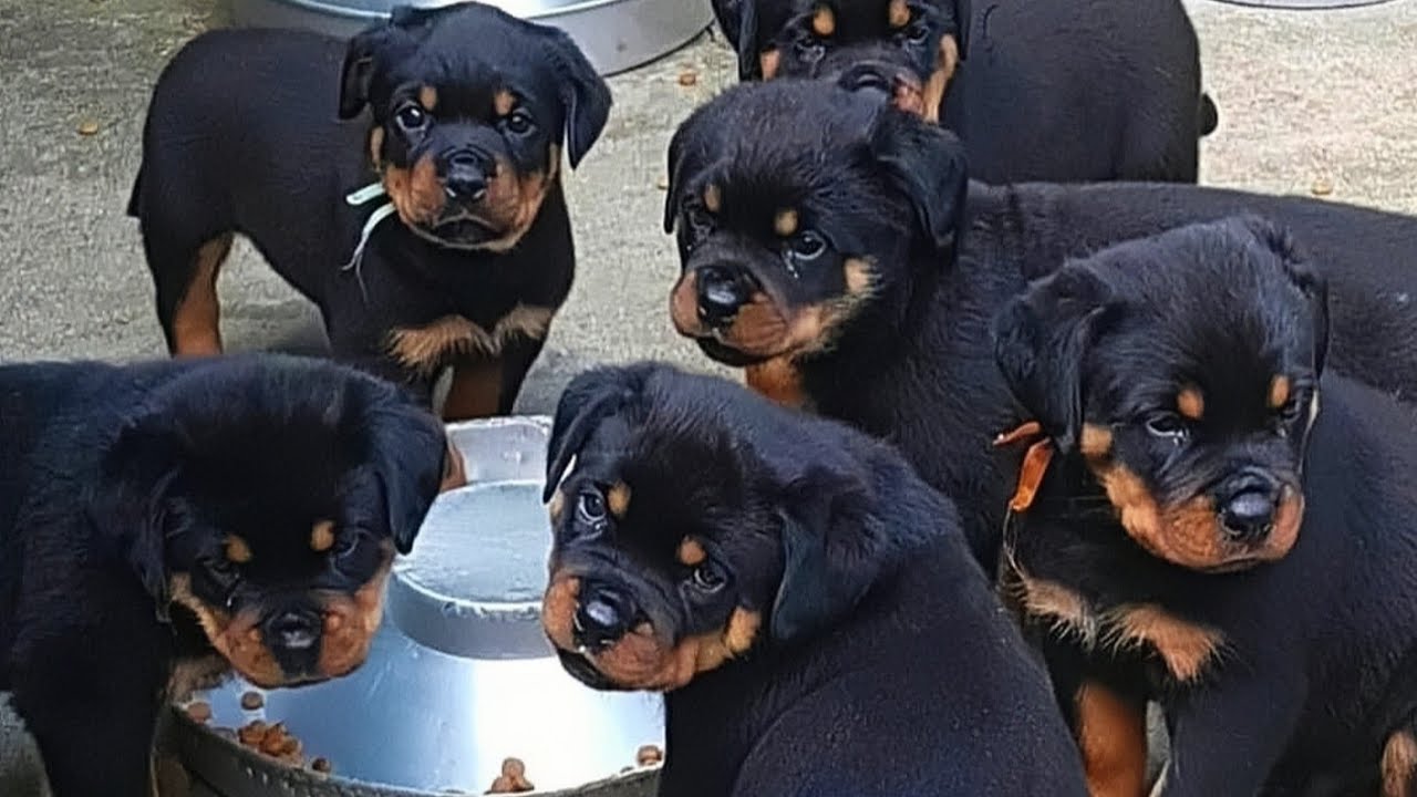 تربية الكلاب | حل أصعب ثلاث مشاكل بتقابل المربي الجديد..الخوف عند الكلاب | شراسة الكلاب | عض الكلاب