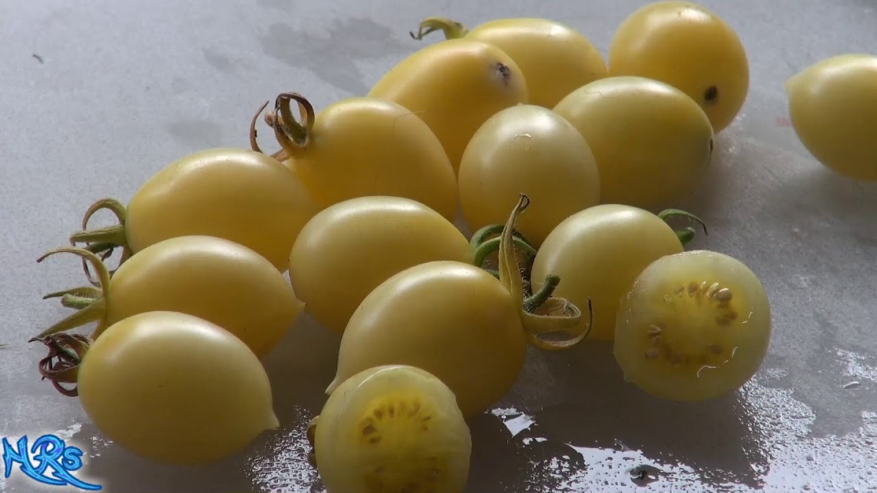 ⟹ Barry's crazy cherry tomato | Solanum lycopersicum | Tomato review 2018