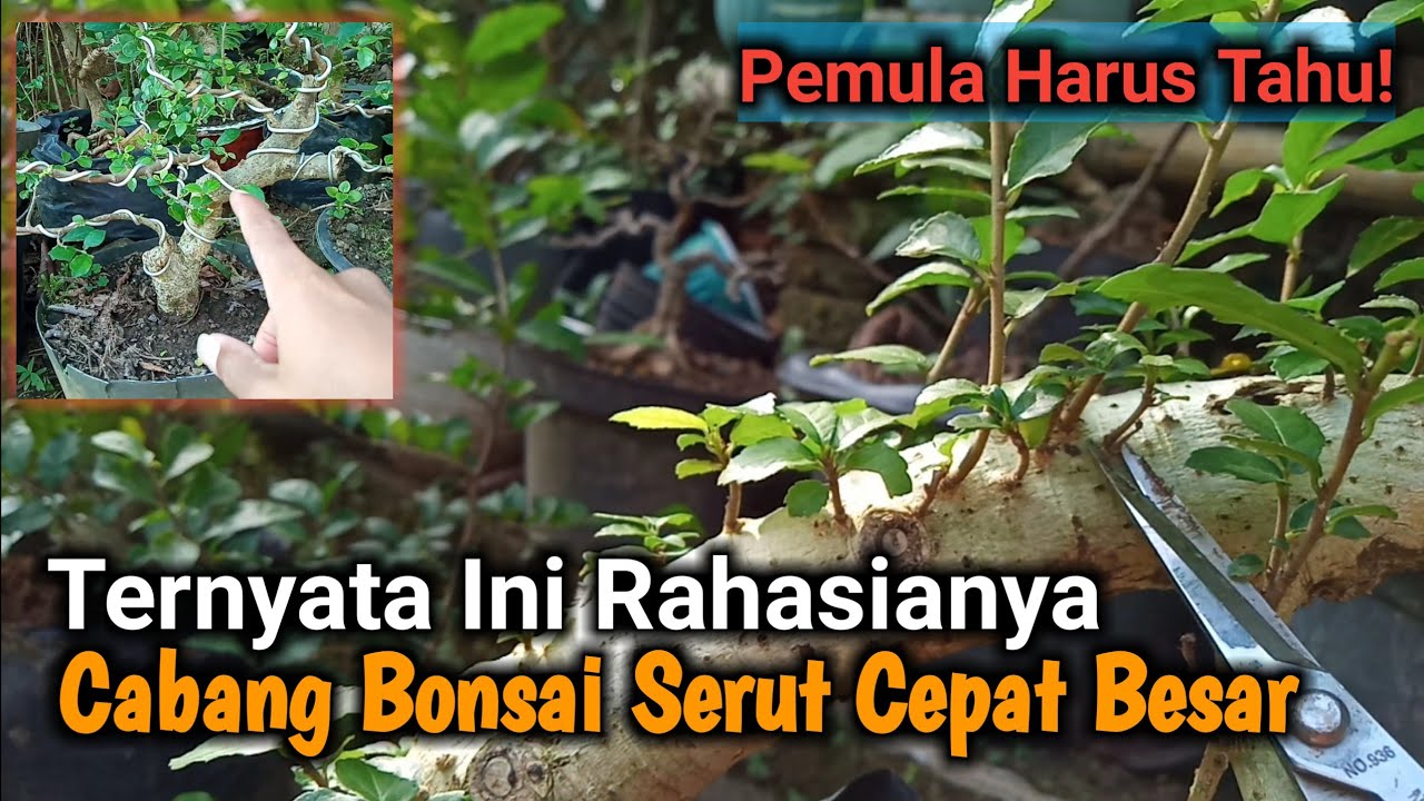 Tips dan Trik Memperbesar Cabang Pada Bonsai Serut Mini | Part 2