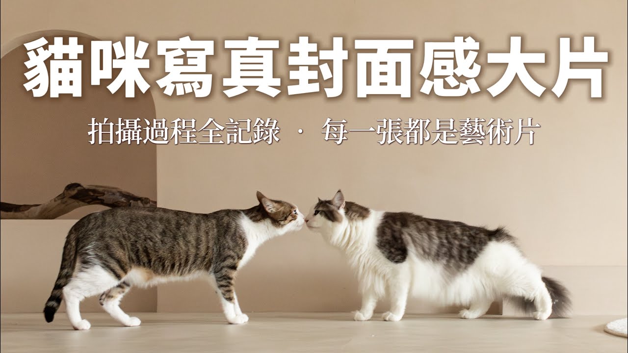 「歐拉夫オラフ」貓咪寫真封面感的片｜拍攝過程全記錄·每一張都是藝術片｜挪威森林貓