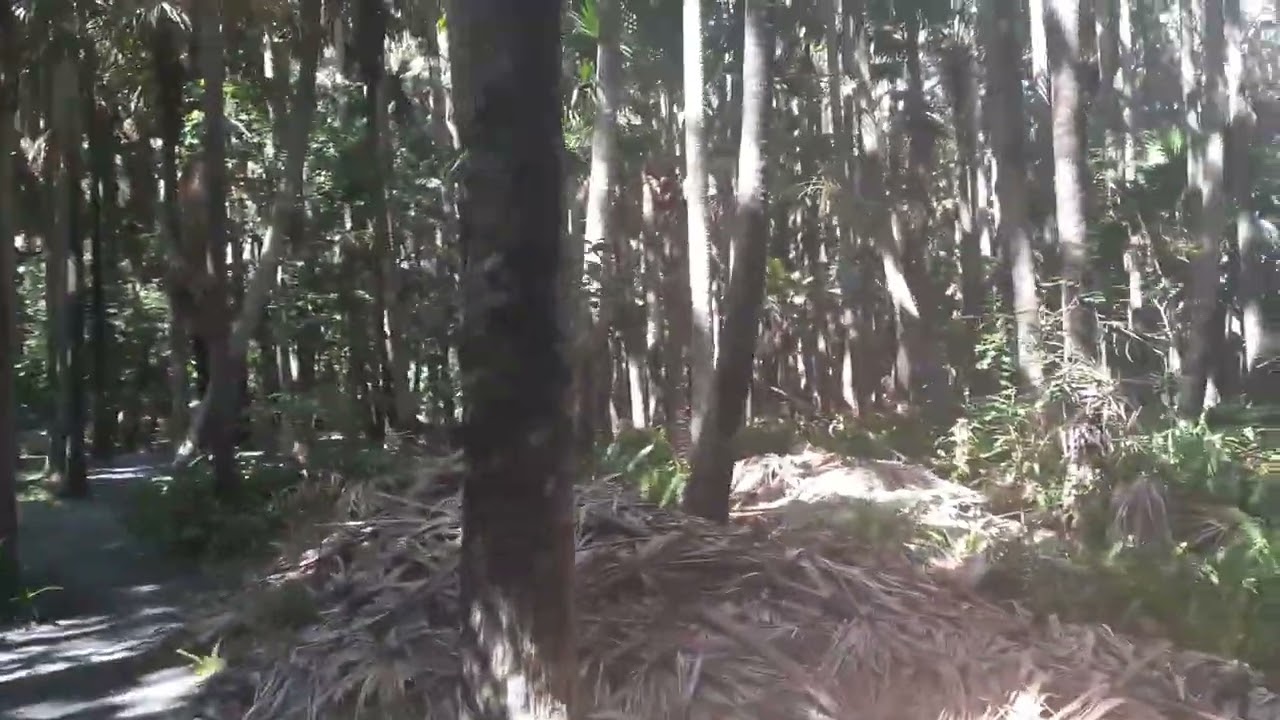 The Green Cathedral
