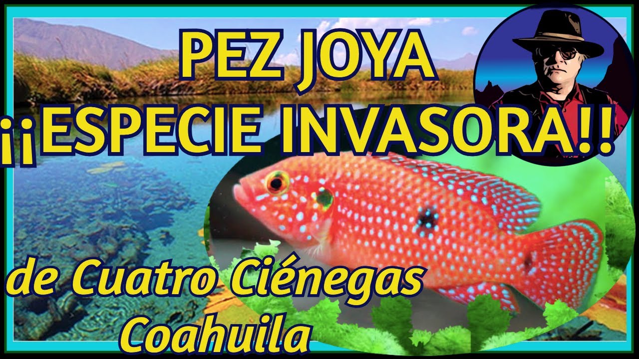 Pez Joya, Especie Invasora de Cuatro Ciénegas