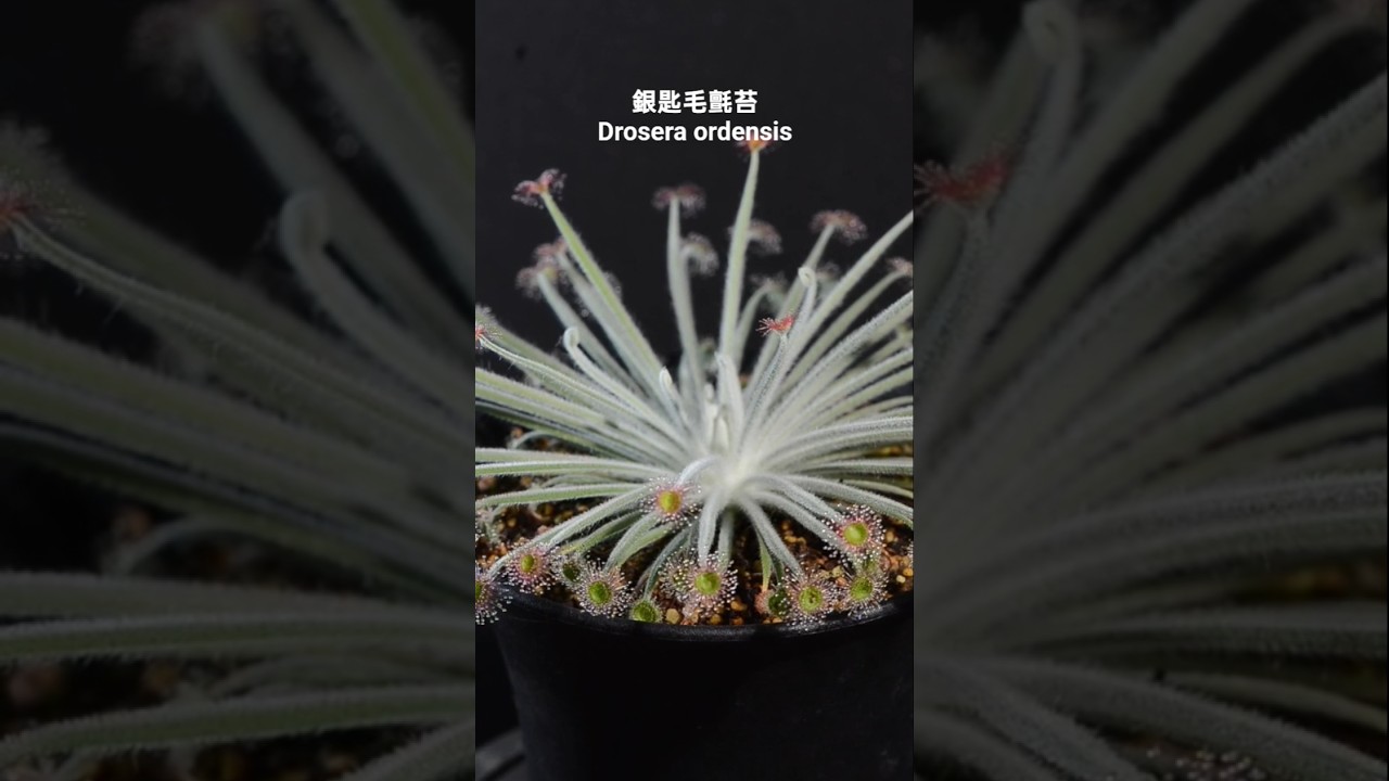銀匙毛氈苔 Drosera ordensis