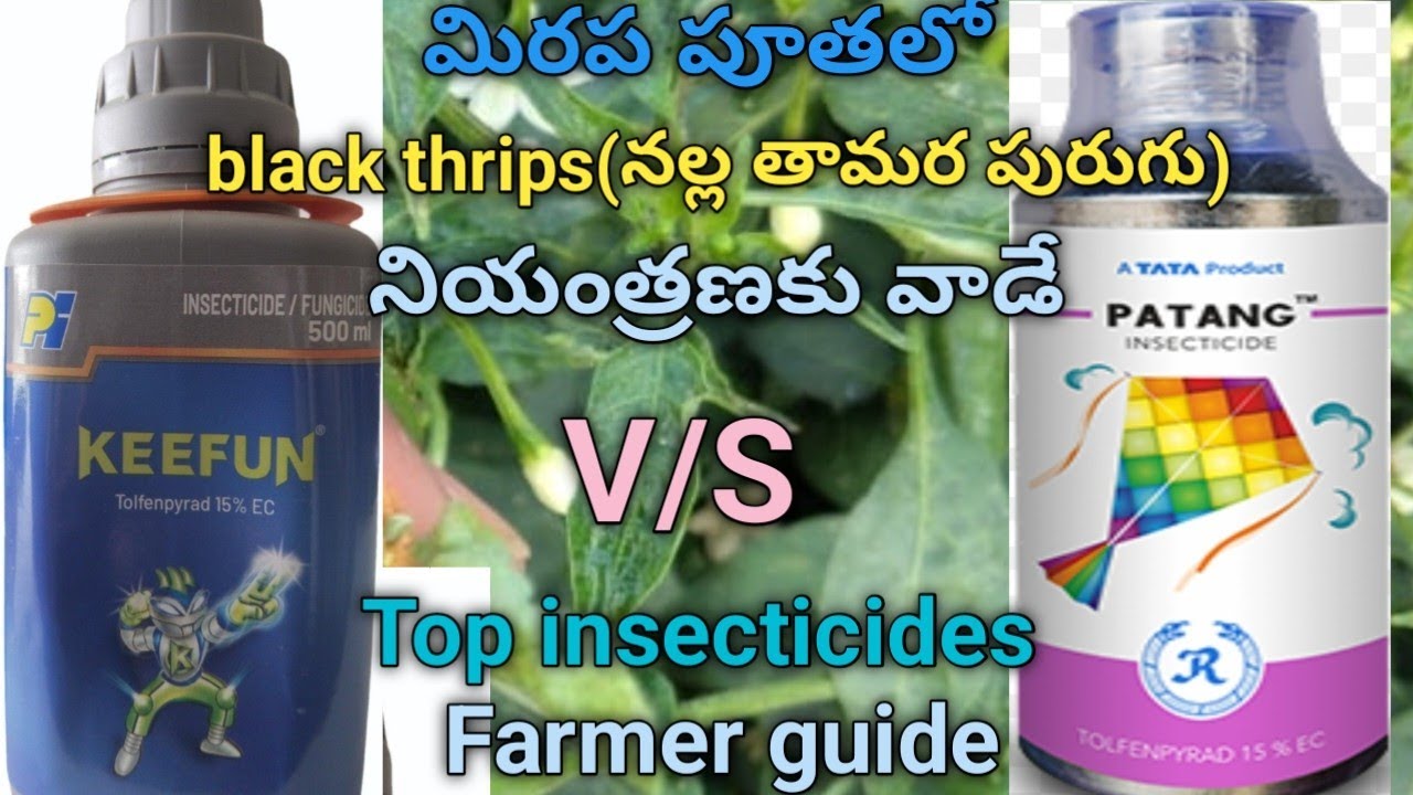 KEEFUN(PI) V/S PATANG(TATA)#farming#agriculture 