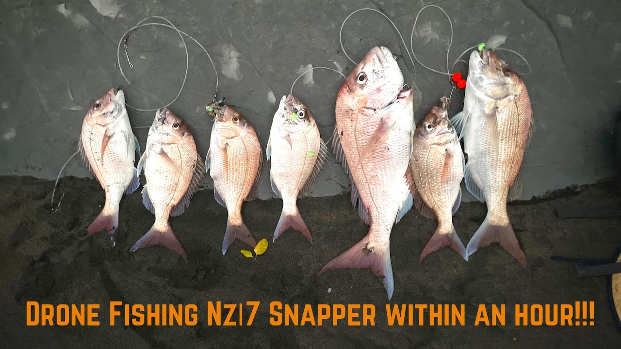7 Good Snapper in 1 hour! | Christmas Snapper Session | Drone Fishing NZ