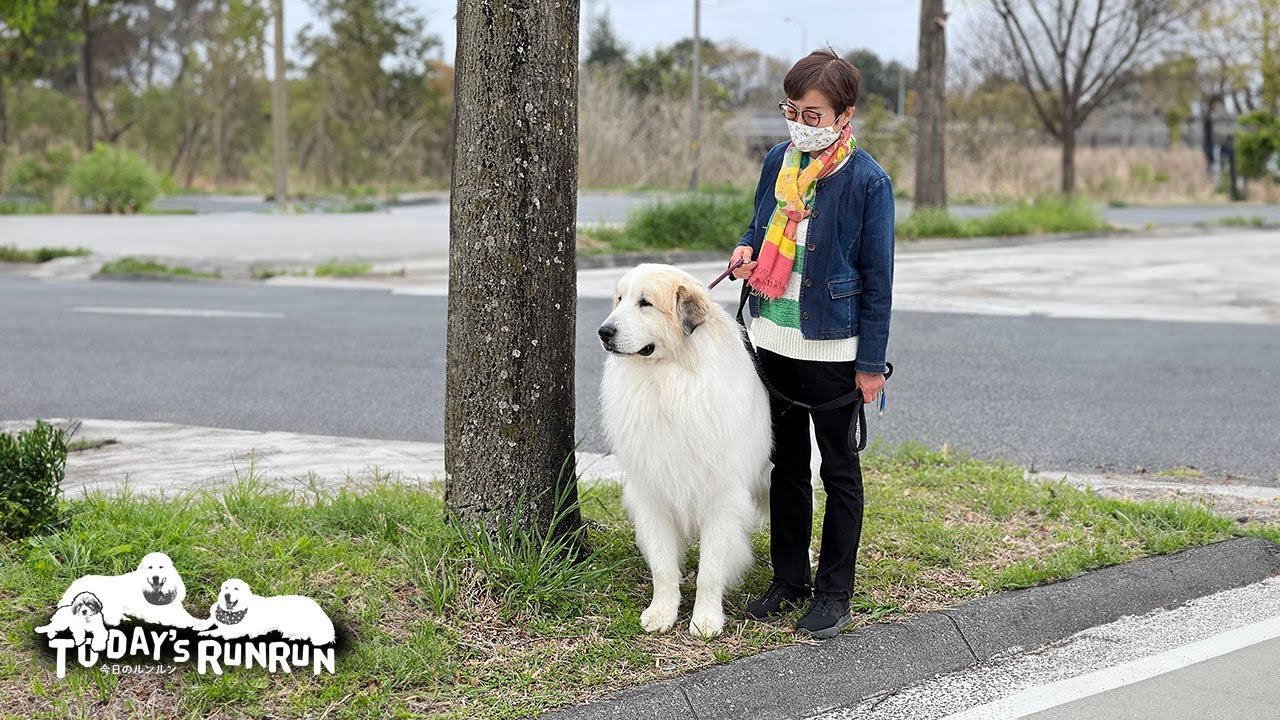 ベルのドッグショーのお迎えに出発したルンルンとアランです　Great Pyrenees　グレートピレニーズ