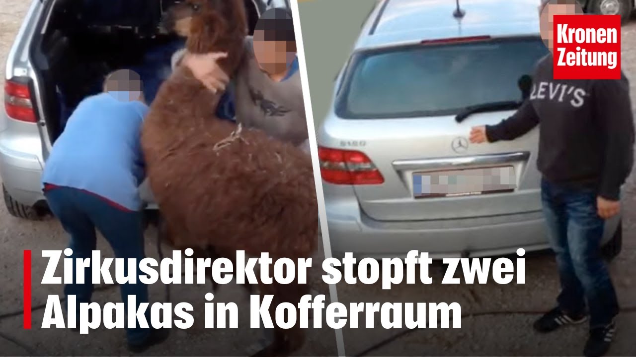 Zirkusdirektor stopft zwei Alpakas in Kofferraum | krone.tv NEWS