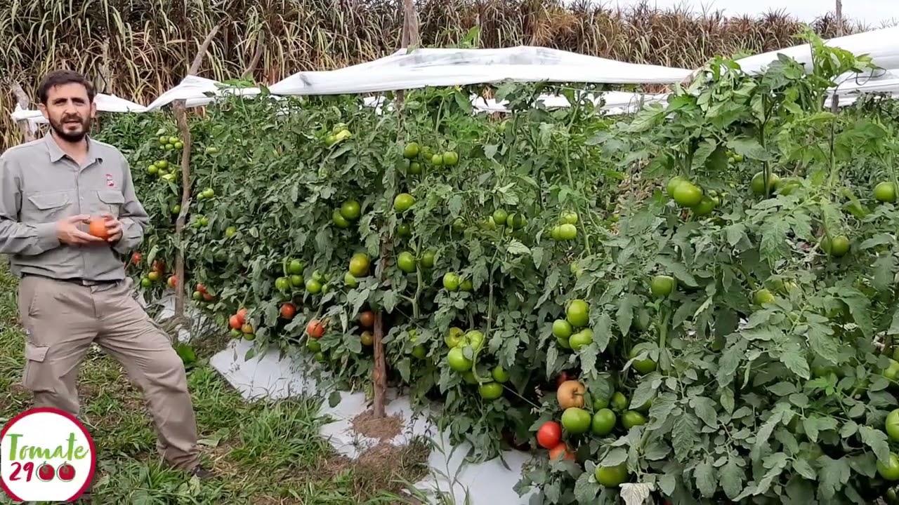 Tomate 2900