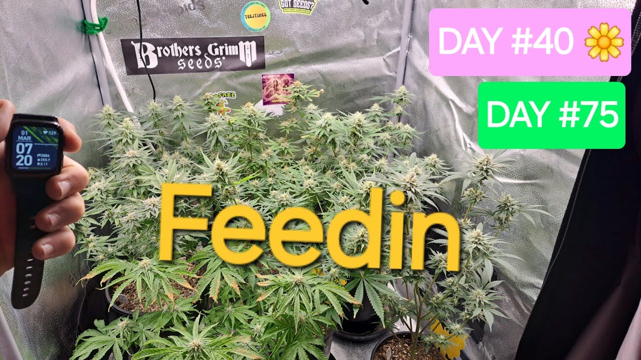 SEED TO HARVEST Flower Day #40!! Feed Day! Northern Lights x Cindy99 #2 Smells like bubble gum.