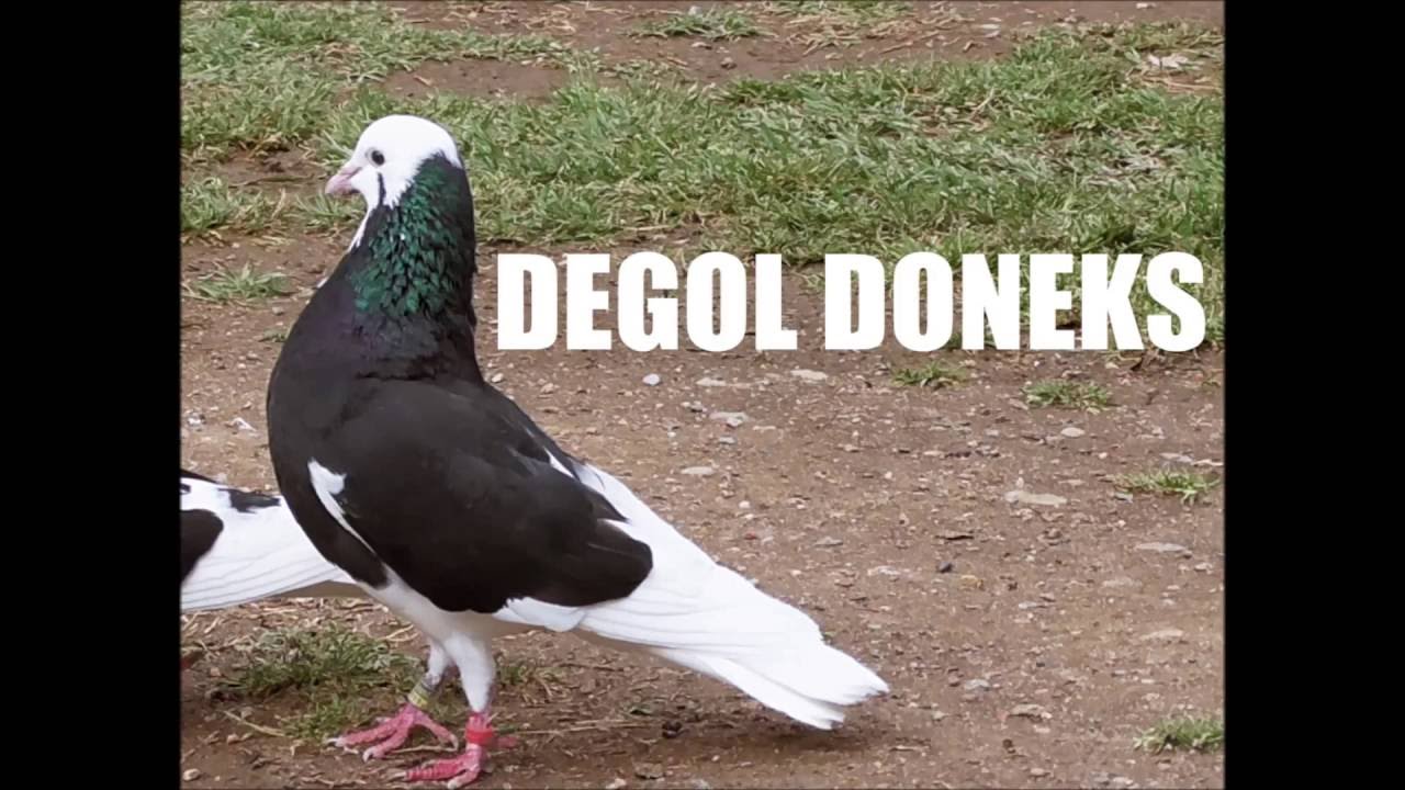 DEGOL DONEKS-No 9