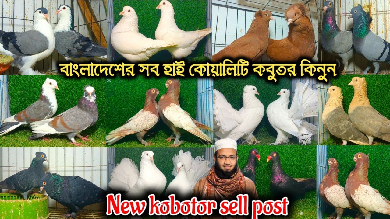🌹১০০% সুপার কোয়ালিটি ফেন্সি কবুতর রাজ গোল্লা কবুতর বিক্রি হবে পাইকারি দামে👉মাওঃআশিকুর🌹🌹🌹