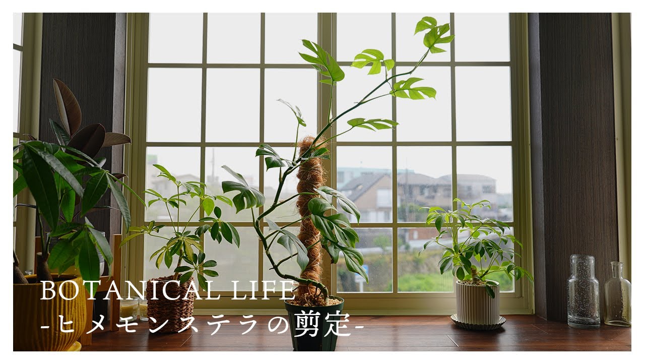 伸びすぎてしまった..ヒメモンステラの剪定｜茎伏せ・水挿し・挿し木