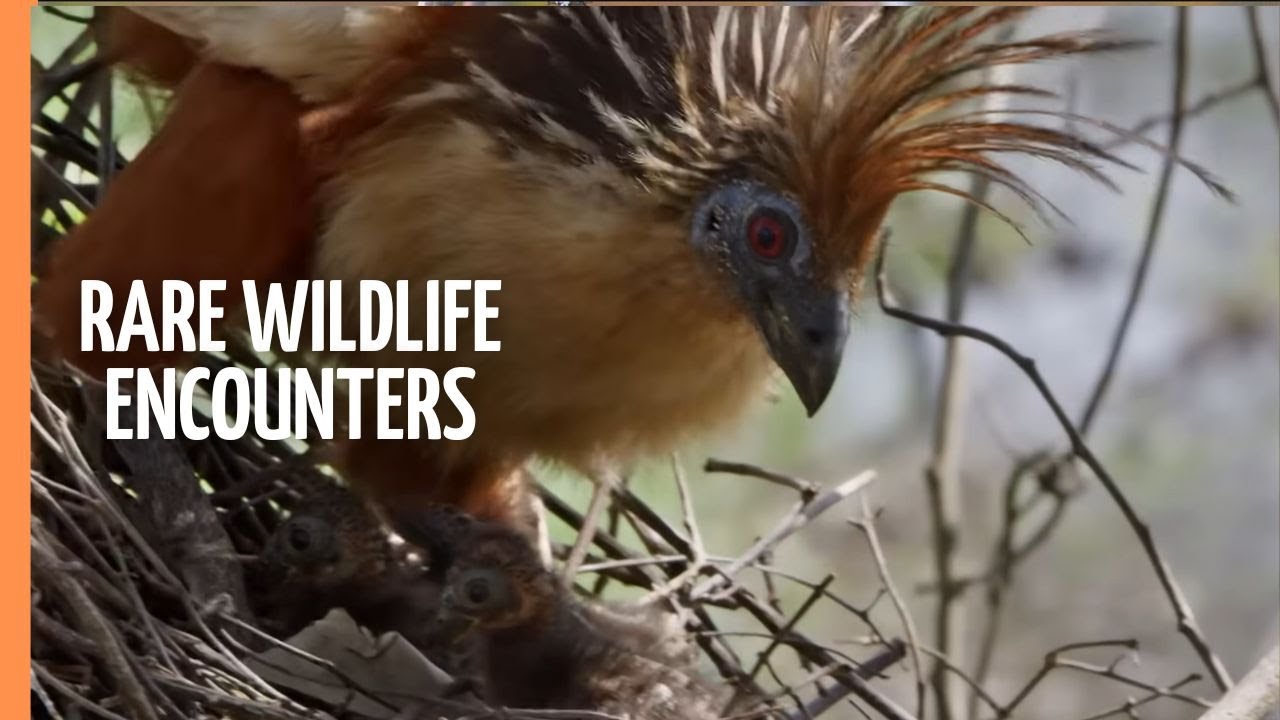 Living with Nature in Guyana's North-East - Rare Wildlife Encounters | Full Documentary