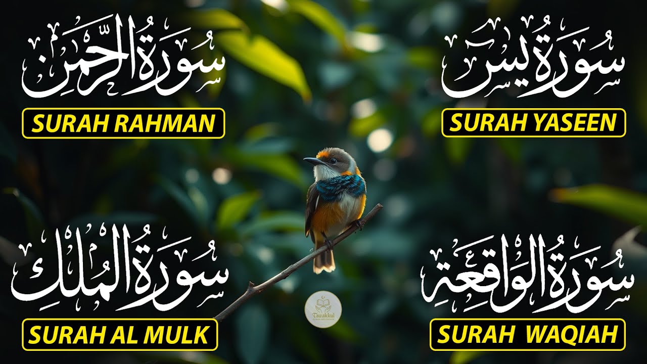 Beautiful Surah Yaseen (Yasin) | Surah Rahman | Surah Waqiah | Surah Mulk