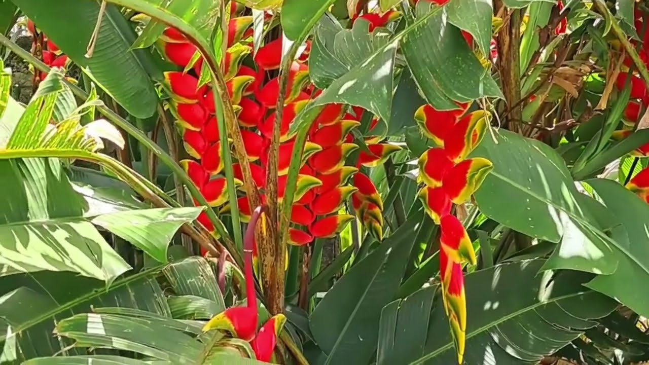 Exotic Beauty of Hanging Heliconia  Plant