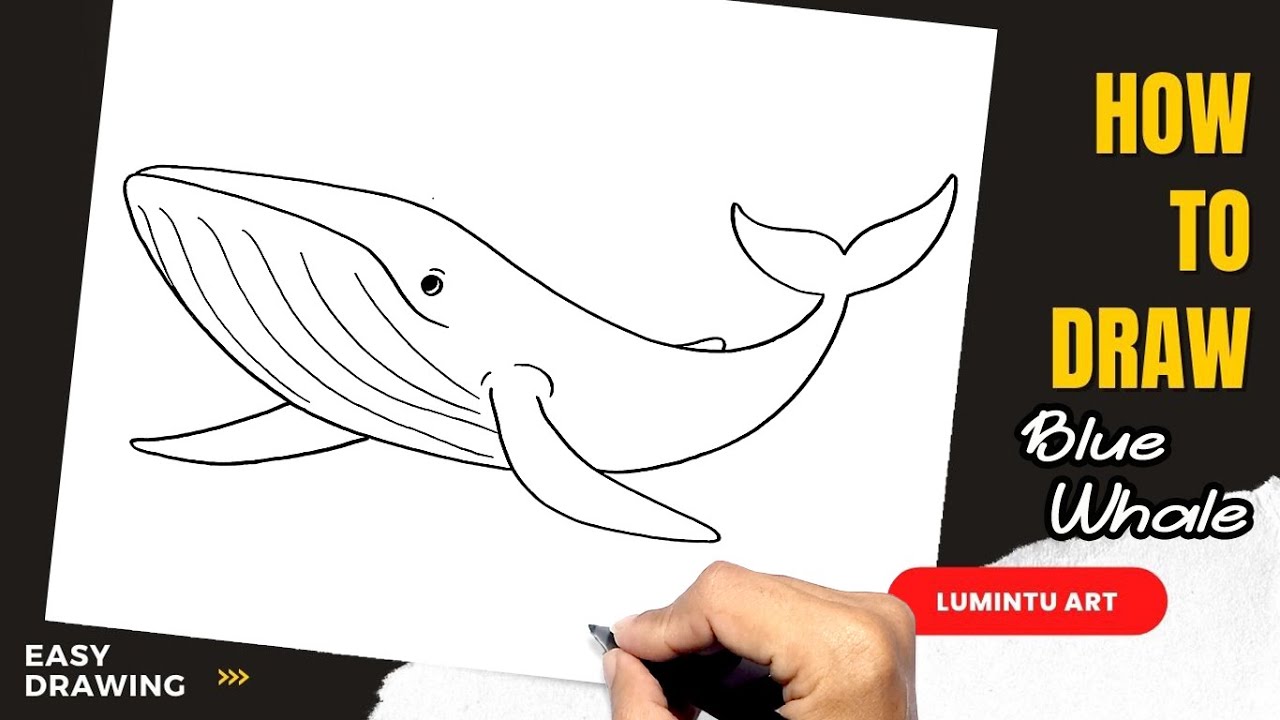 How to draw Blue Whale - Easy Blue Whale Drawing