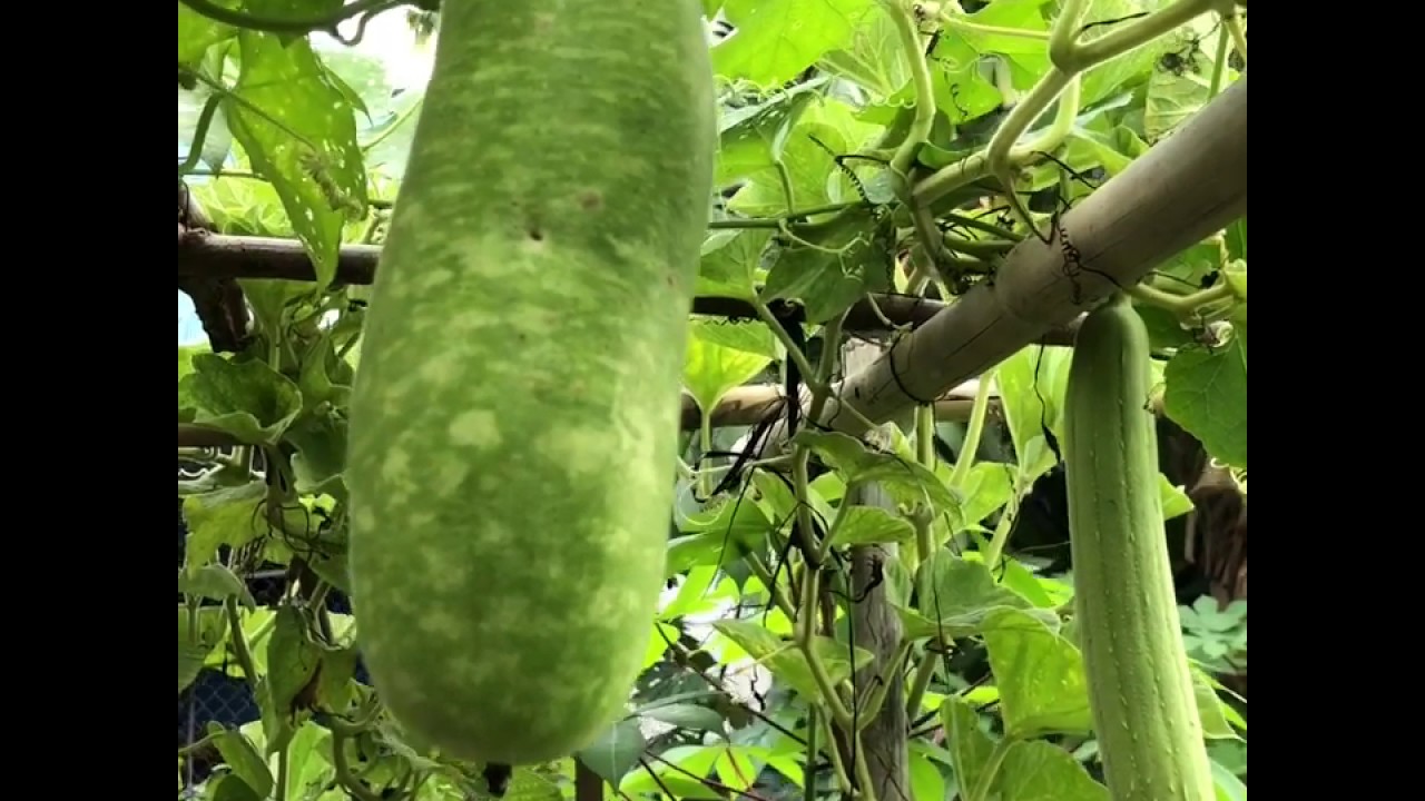 My Garden.