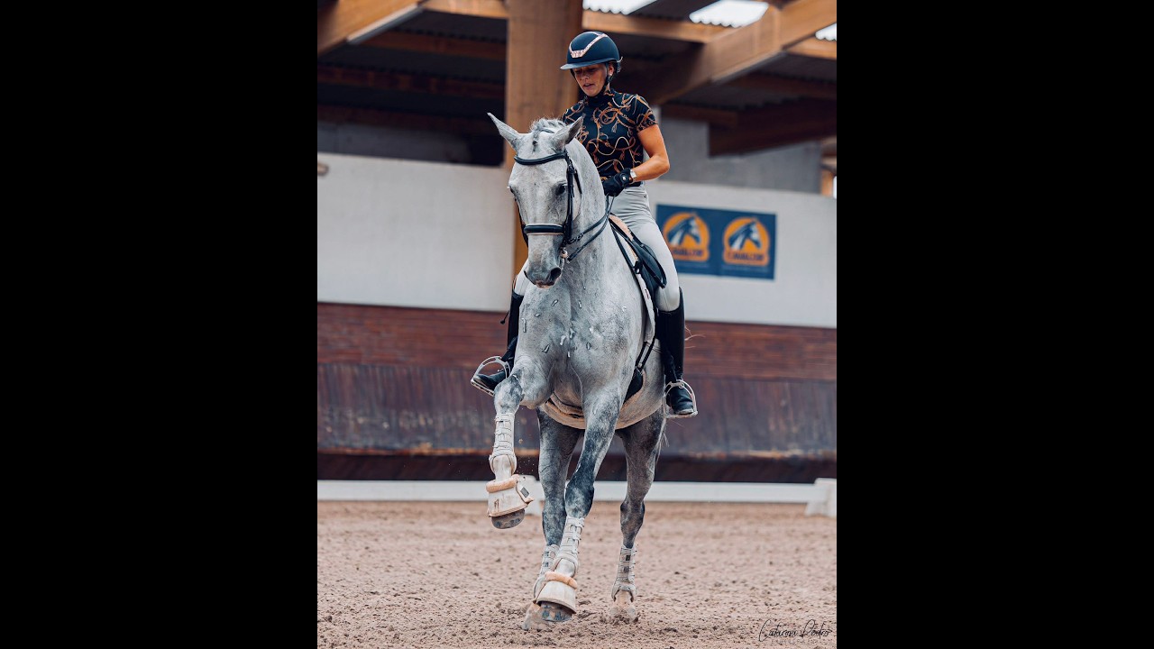 À vendre - Hongre - 8 ans - Dressage - PSG ++