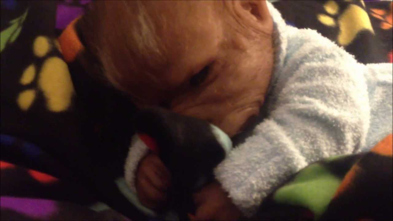 Bedtime for Werepup Giffin - thankyou susankayej88 for his new Blanky ♥