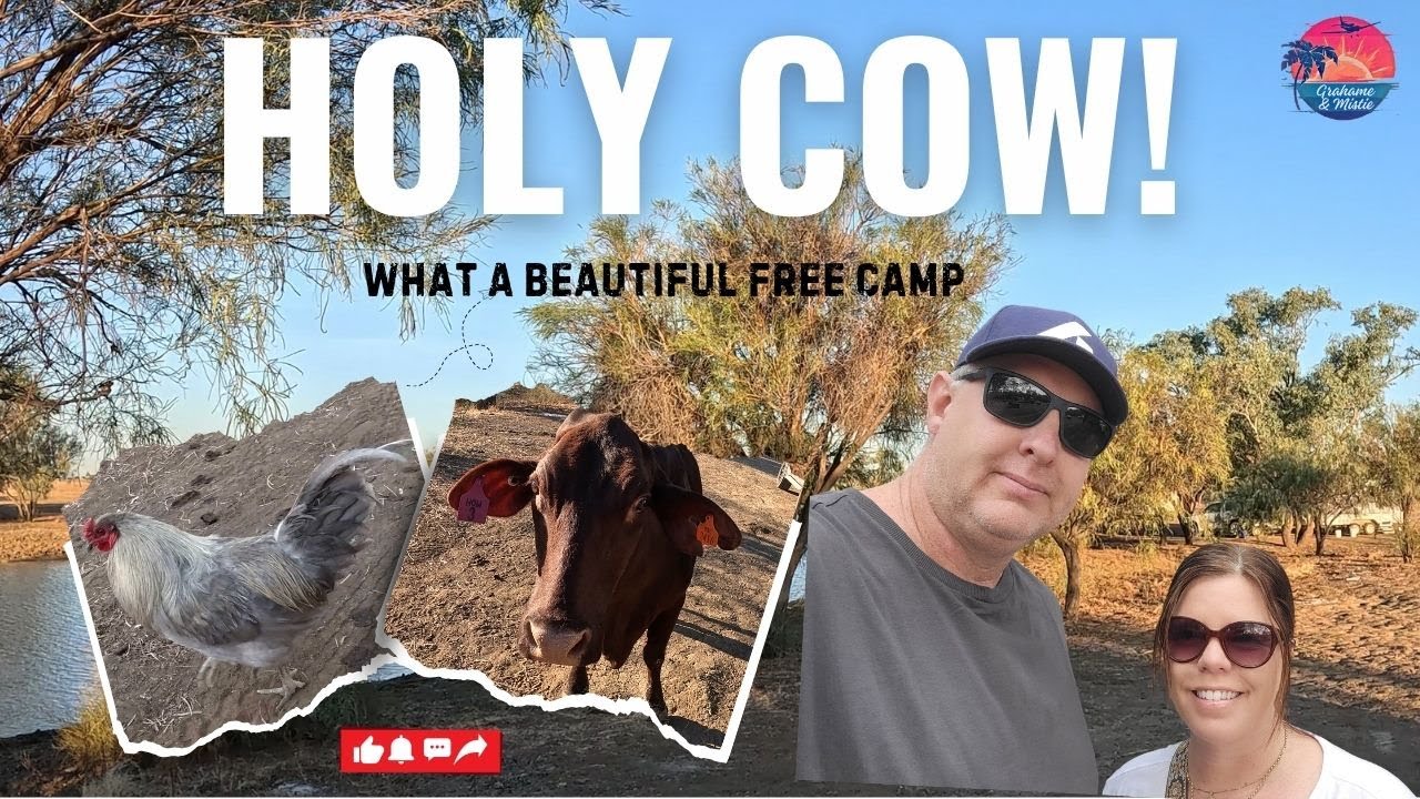 HOLY COW! Great Free Camp in Outback QLD