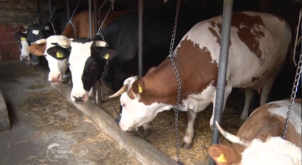 Farma krava i proizvodnja mleka u Sajkasu   U nasem ataru 604