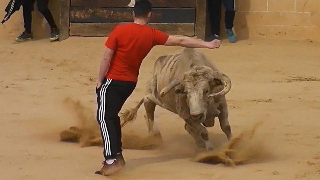 CAPEA CON UN TORO Y UNA ERALA DE NUÑEZ DEL CUVILLO EN CAMPOS TAURINOS