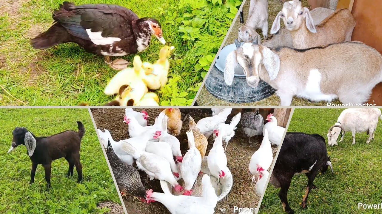 Приучаю Норку к выпасу/ Козлята как поросята/ Управа на хозяйстве 🐐🐔🐓🐍🐤🐄🐮🙃