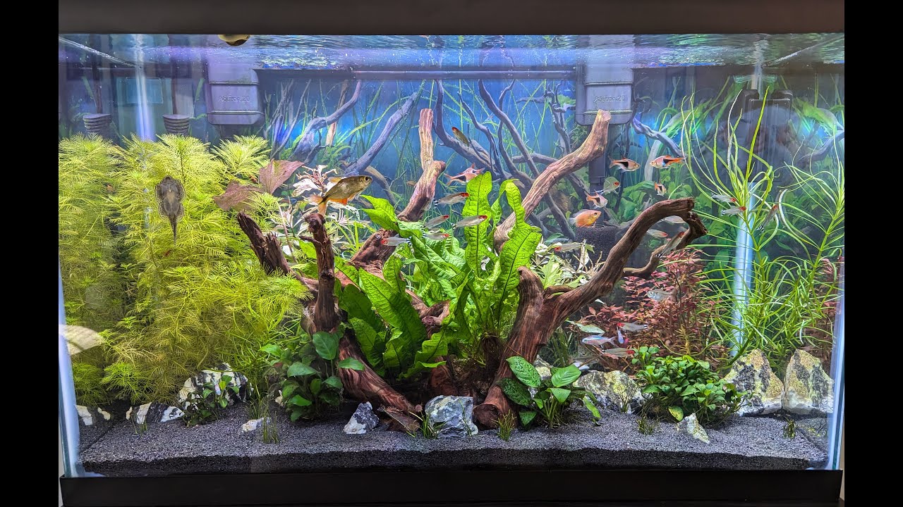 30 Gallon Planted Tank Update