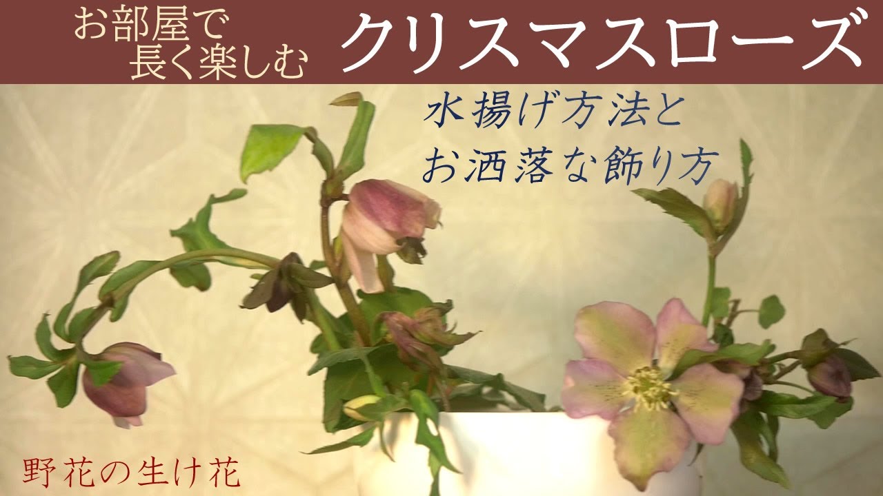 【簡単にできる！】お庭のクリスマスローズを部屋でも楽しもう✨【水揚げ方法】基本ポイントはアレ！家にあるものだけで簡単&長持ちする秘訣とアレンジ！ドライフラワー手前まで綺麗👀ダイソーの器が便利