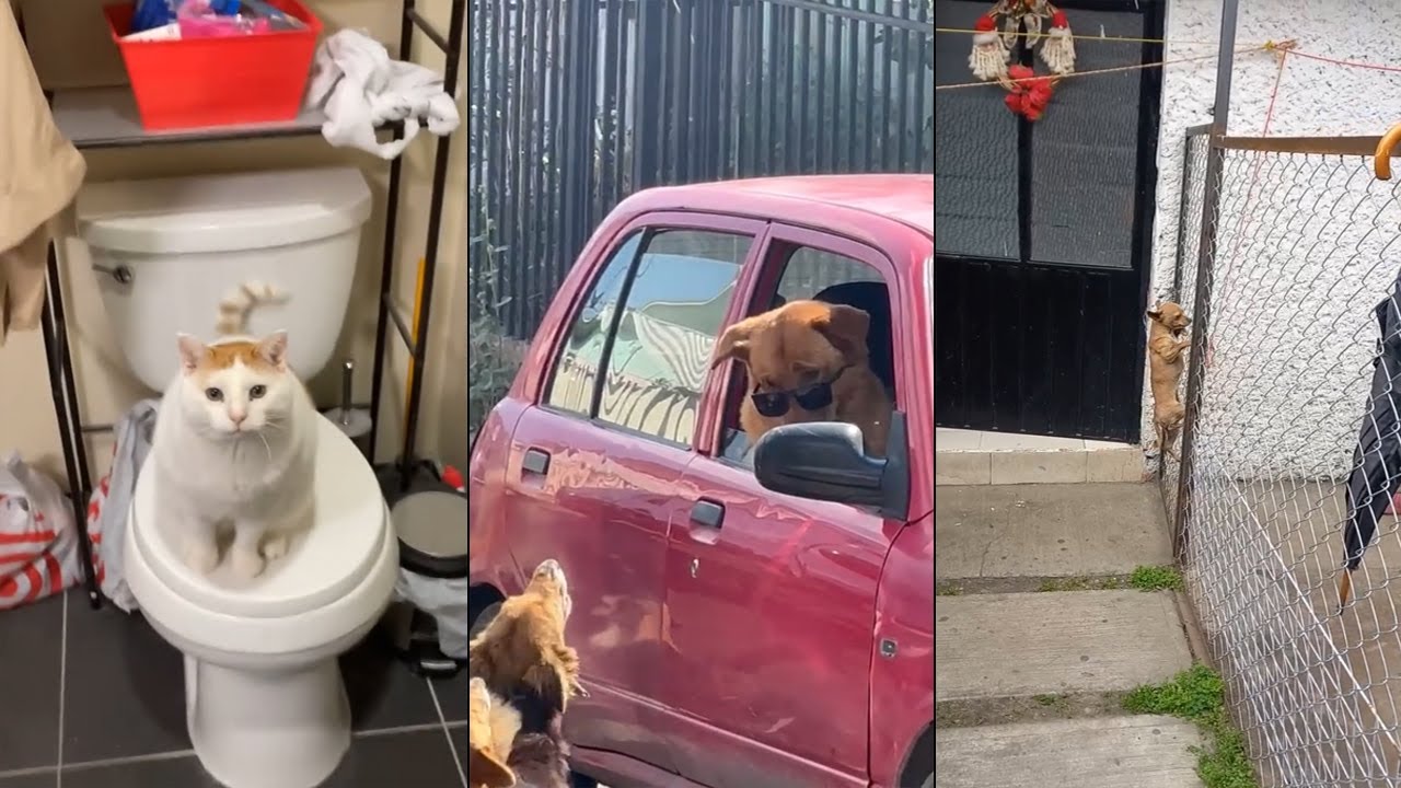 Funniest Animal Videos Ever (Part 1)