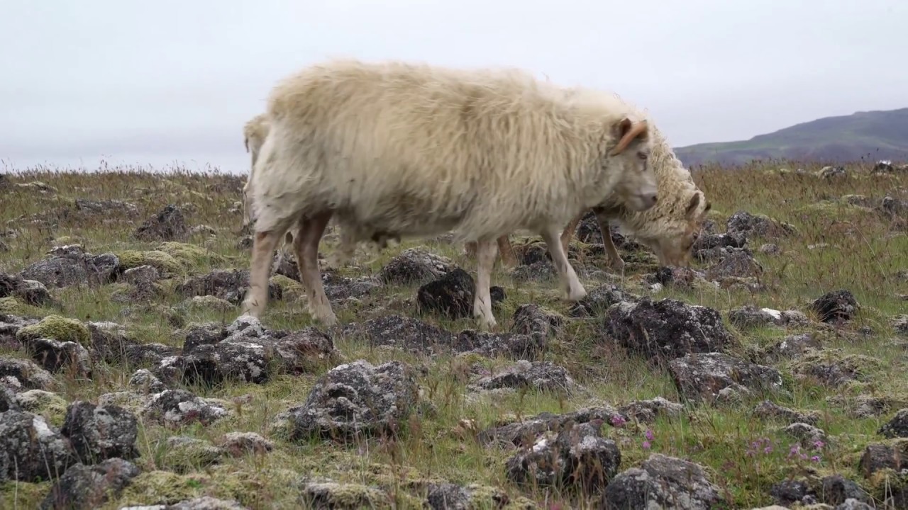 Revegetating Iceland in a Warmer Climate