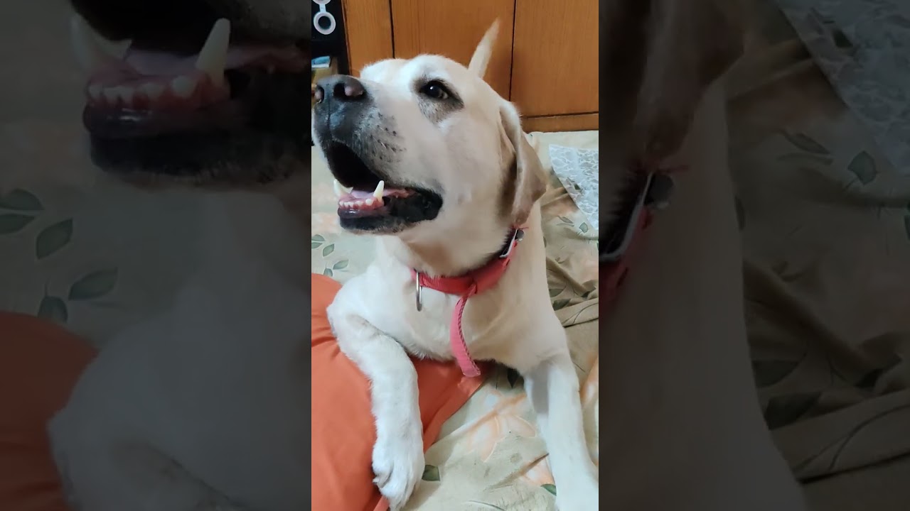 LABRADOR BARKING SOUND #shorts #youtubeshorts #viral #animals #labrador#love #barking #pets