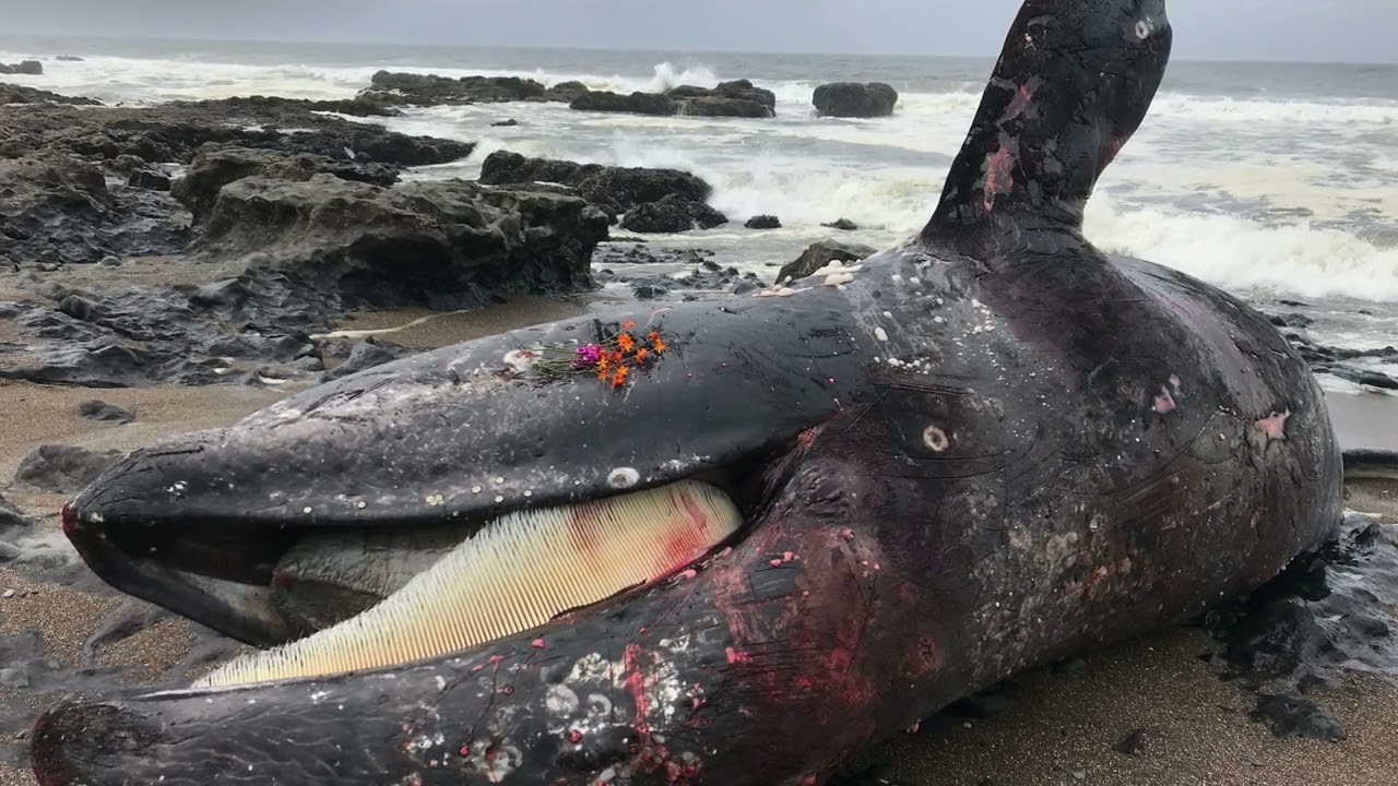 DEAD WHALE ON THE BEACH 