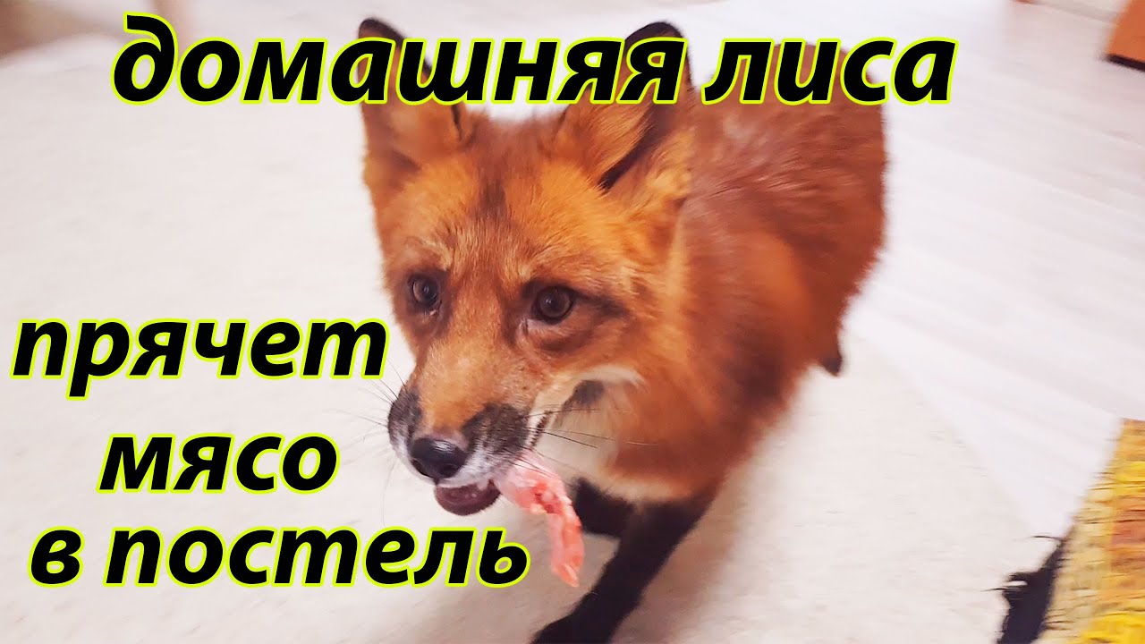 Домашняя Лиса прячет мясо прямо в постель к хозяевам))