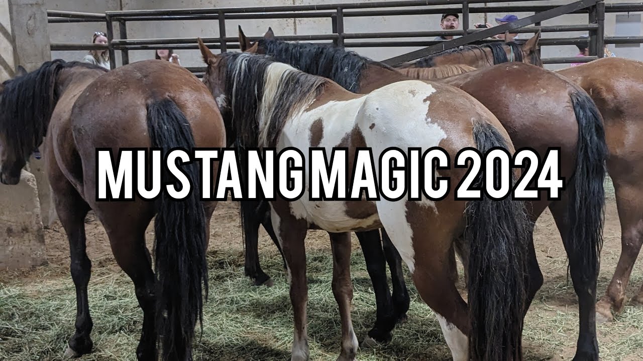 Mustang Magic 2024 | Which horse did I pick?