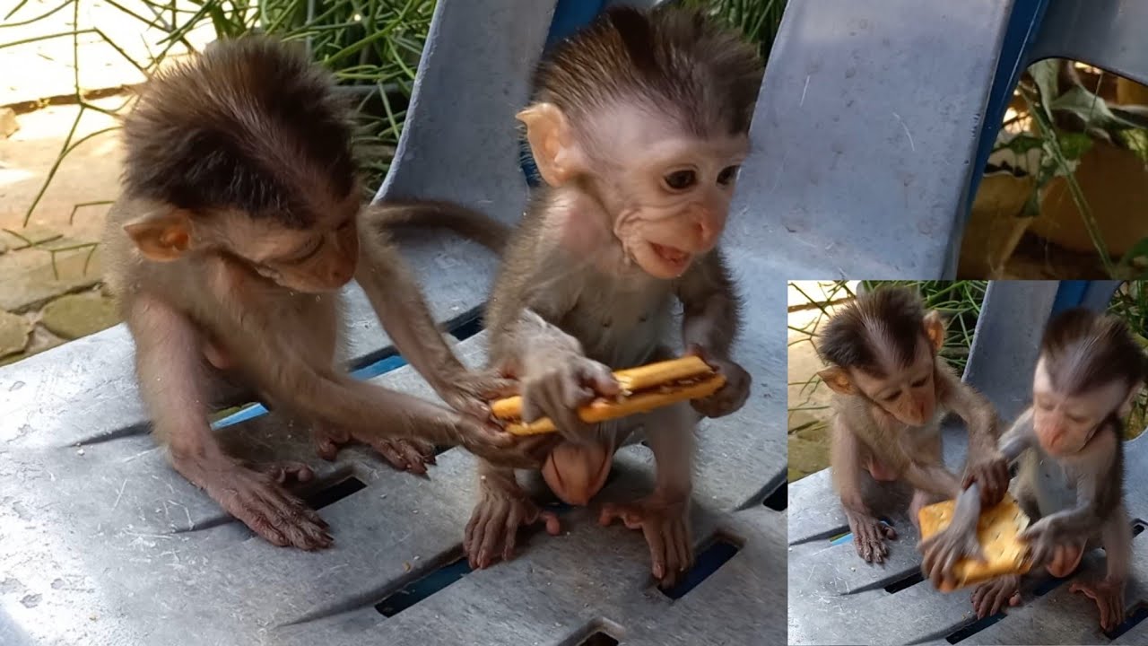 keke & koko ketika makan bersama #monpai#babymonkey#monyet