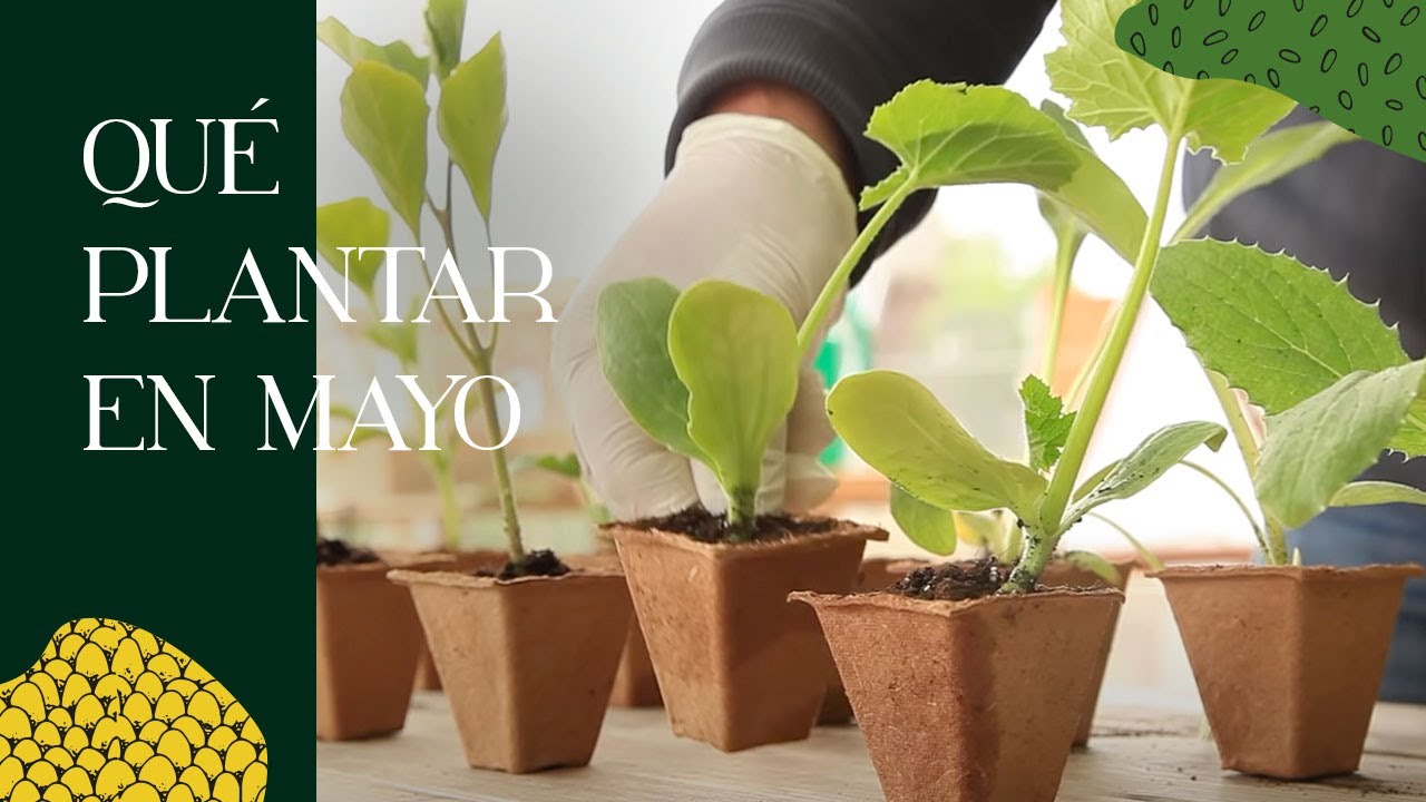Qué PLANTAR en MAYO  en el huerto