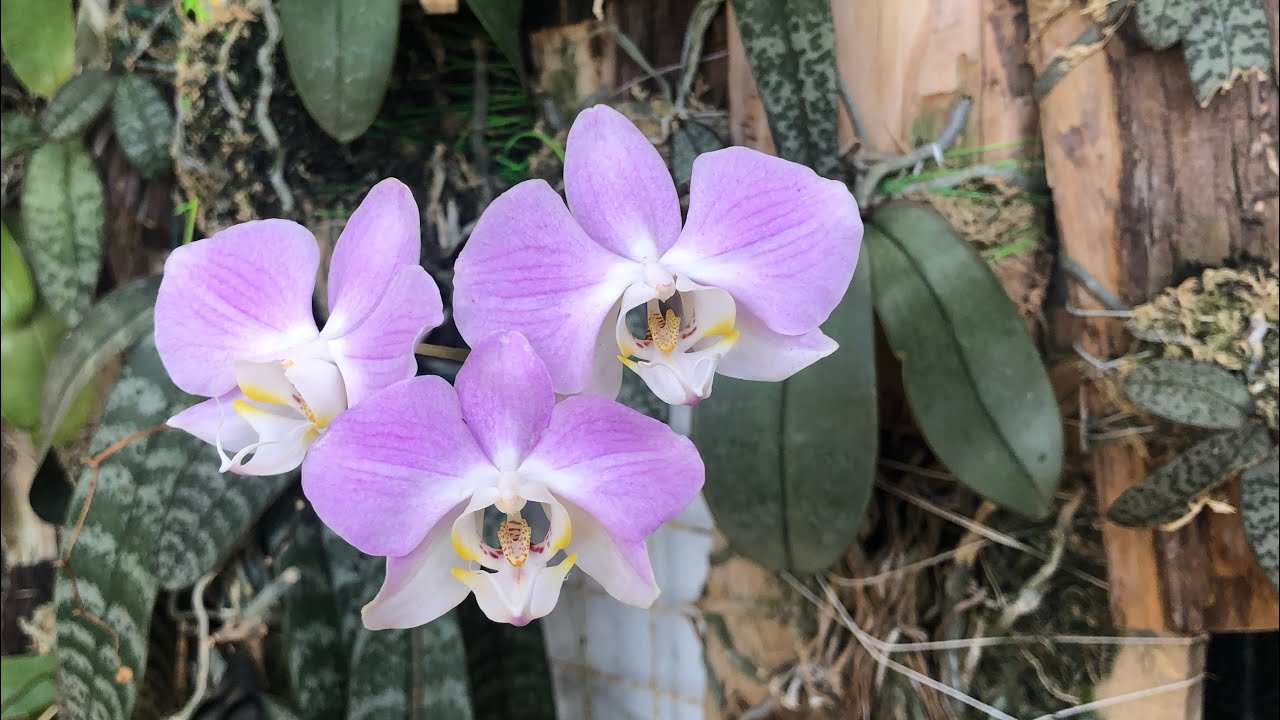 桃紅色的蝴蝶蘭 原生種蝴蝶蘭 桑德蝴蝶蘭 Phalaenopsis sanderiana