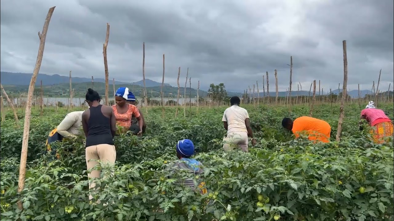 Project Update (Episode 1) - 80 Acres Vegetable Production in Ghana 🇬🇭 (Woadze) - Beef Tomatoes