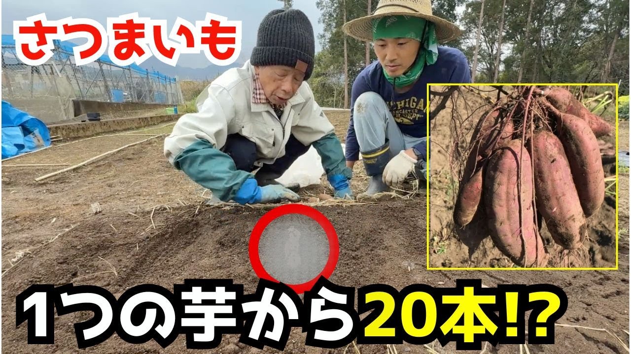 【自家増殖】もうホームセンターで苗を買わない！自分で「自然農法の苗」が作れる「サツマイモ伏せ込み術」
