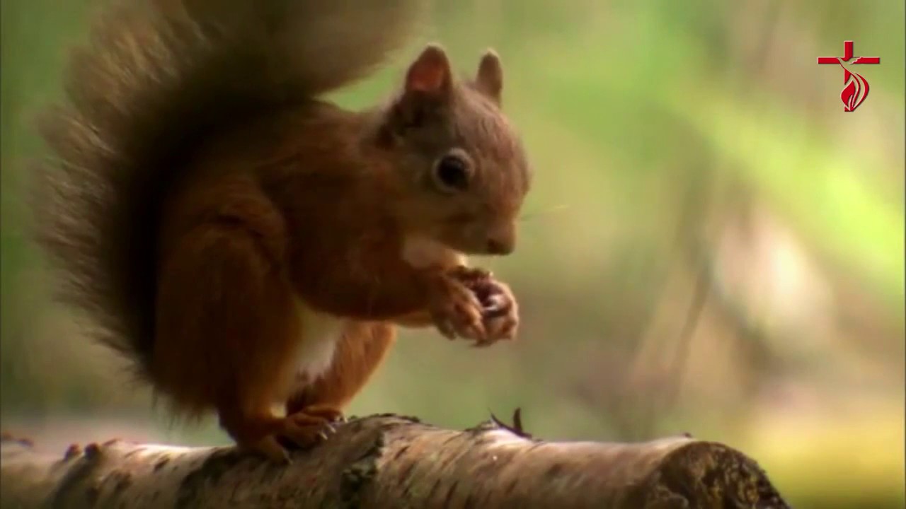 A criação dos esquilos - William Marrion Branham  (Creation of squirrels - William Marrion Branham)