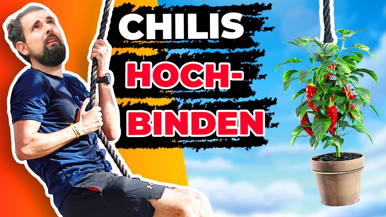 So stehen eure Chilis kerzengrade! | Chilis Hochbinden