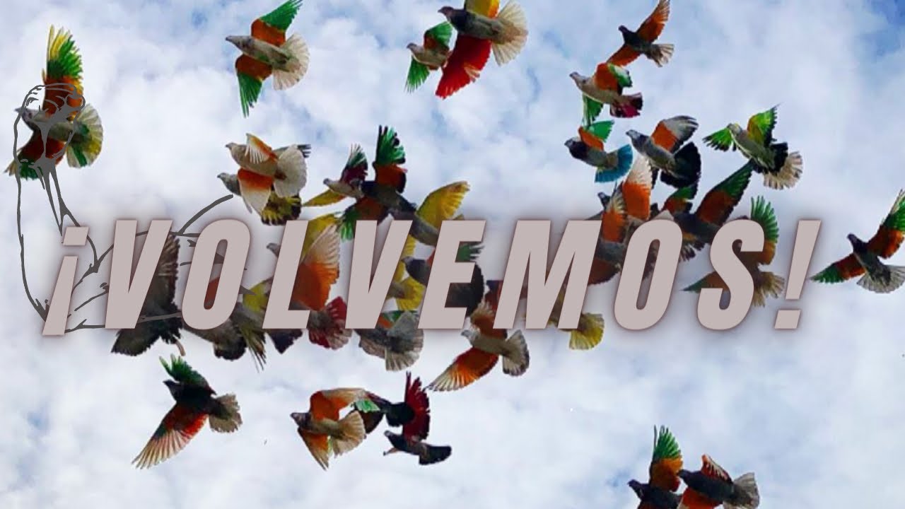 PALOMOS DEPORTIVOS I VOLVEMOS
